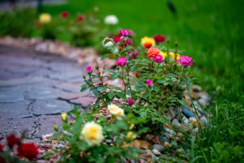 decorative miniature roses - garden decoration stockfoto's en -beelden