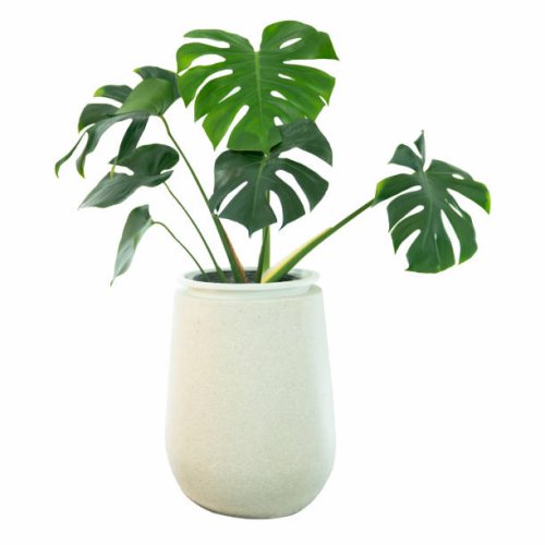 decorative monstera tree planted white ceramic pot isolated on white background. - home decoration stock pictures, royalty-free photos & images