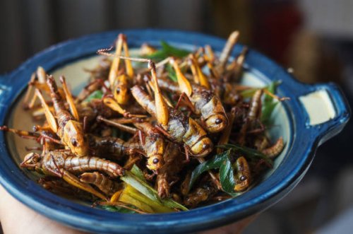 deep fried locust - food stock pictures, royalty-free photos & images