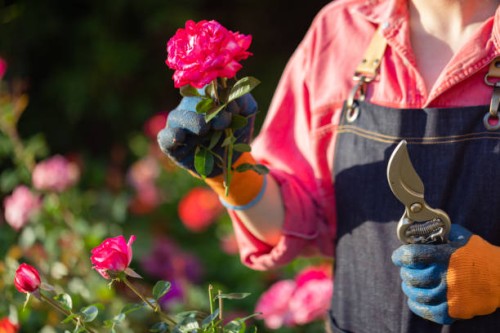 delicate flowers need love and care - garden decoration stock pictures, royalty-free photos & images