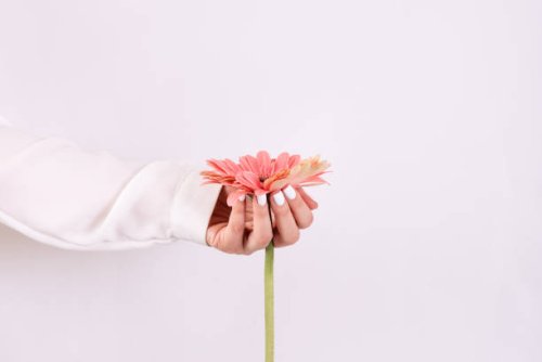 delicate french manicure with a rose in hand - nails art stock pictures, royalty-free photos & images