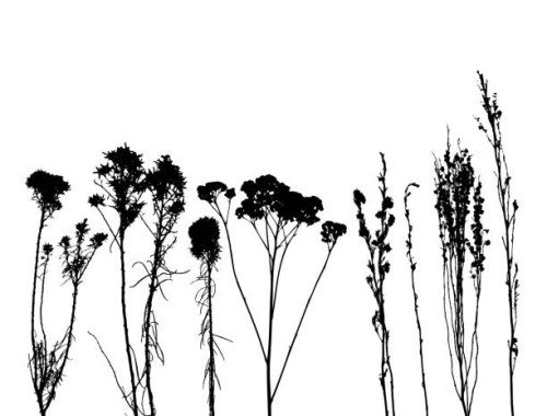 desert twigs and plants - garden decoration stock illustrations