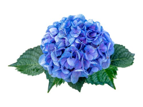 detail of a hydrangea flower against an isolated white background. clipping path - garden decoration stock pictures, royalty-free photos & images