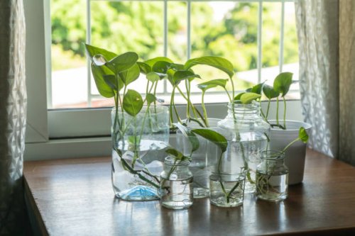 devil's ivy in reused plastic and glass bottles - garden decoration stock pictures, royalty-free photos & images