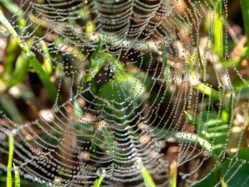 dew trapped in spider web - garden decoration stock pictures, royalty-free photos & images