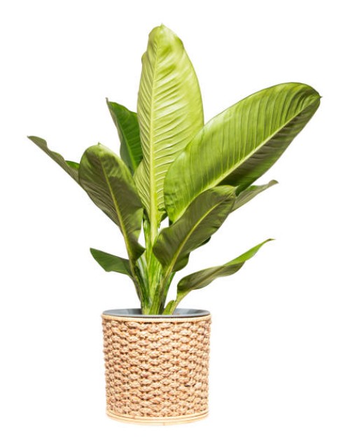 dieffenbachia (araceae) in wicker basket isolated on white background. - garden decoration stock pictures, royalty-free photos & images