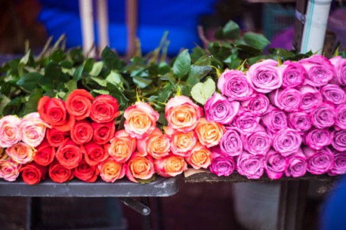 different roses on flower market - garden decoration stock pictures, royalty-free photos & images