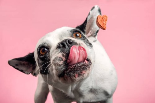 dog catching a biscuit. - food stock pictures, royalty-free photos & images