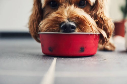 dog eating food from a bowl - food stock pictures, royalty-free photos & images