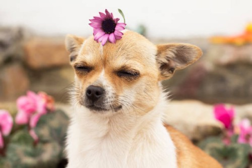 dog in spring - garden decoration stock pictures, royalty-free photos & images