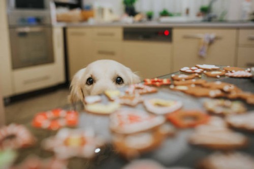 dog looking at christmas cookies,poland - food stock pictures, royalty-free photos & images