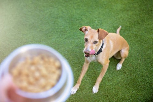dog looking at hand holding bowl with dog food - food stockfoto's en -beelden