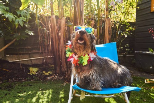 dog wearing sunglasses - home decoration stock pictures, royalty-free photos & images