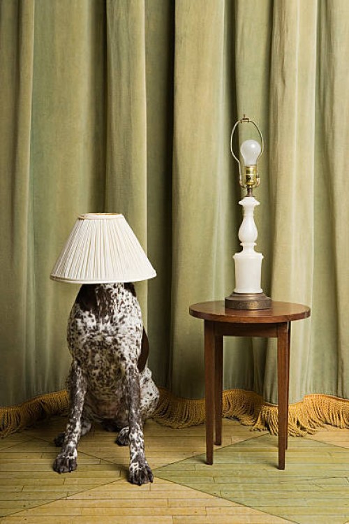 dog with a lampshade on its head - home decoration stock pictures, royalty-free photos & images