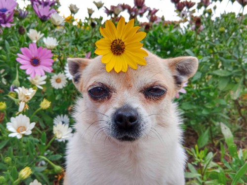 dog with flower on head, pollen allergy - garden decoration stock pictures, royalty-free photos & images