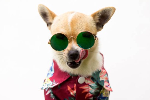 dog with shirt and glasses - fashion stock pictures, royalty-free photos & images