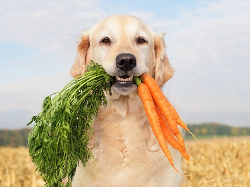 dog with vegetables - food stock pictures, royalty-free photos & images