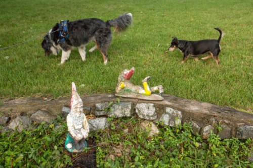 dogs sniffing ground, dogs sniffing grass, curious dog friends in yard - garden decoration stock pictures, royalty-free photos & images