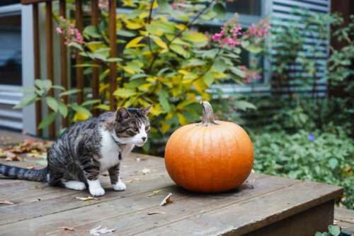 domestic cat and a pumpkin - garden decoration stock pictures, royalty-free photos & images