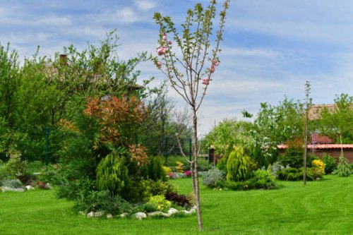 domestic garden full of decorative bushes, trees and flowers at sunlight - garden decoration stock pictures, royalty-free photos & images