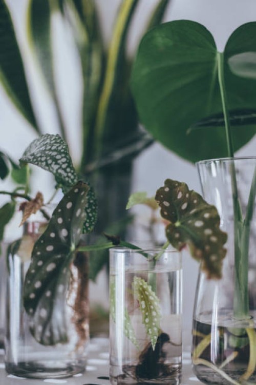 dots begonia house plant in water - garden decoration stock pictures, royalty-free photos & images