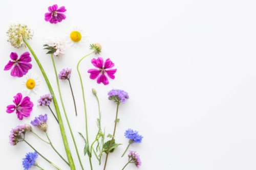 double side border of colorful summer flowers - garden decoration stock pictures, royalty-free photos & images