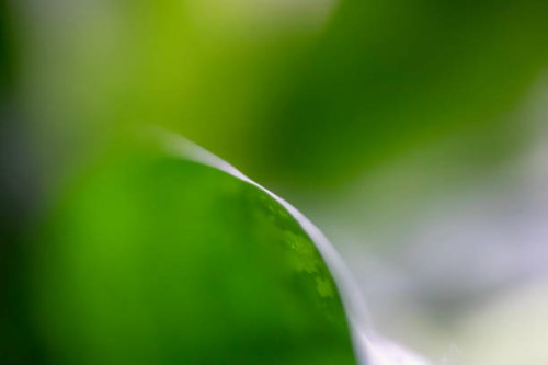 dramatic leaf in shallow depth of field - garden decoration stock pictures, royalty-free photos & images