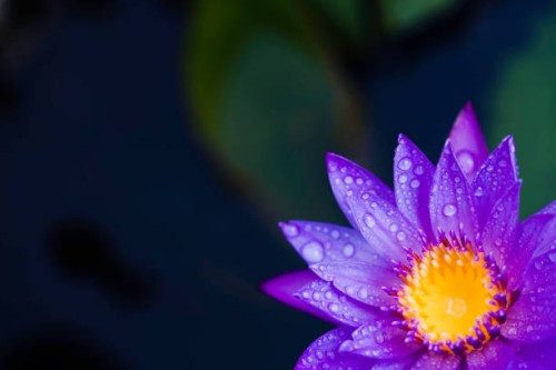 drop on water lily - garden decoration stock pictures, royalty-free photos & images