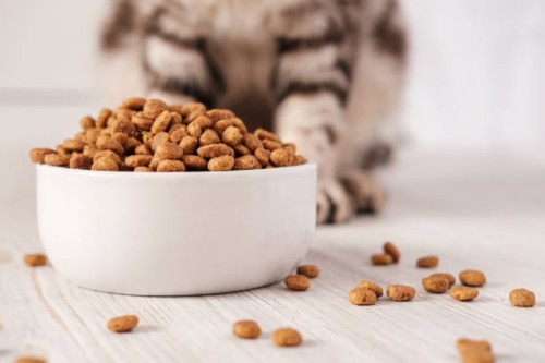 dry pet food is in a white porcelain bowl and scattered across the floor with a cat sitting in the b,craiova,romania - food photos et images de collection