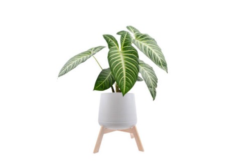 eaf xanthosoma lindenii or yautia tree isolated on white background - garden decoration stock pictures, royalty-free photos & images