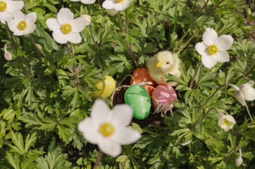 easter eggs and toy chick hidden in nest among sunny day anemone flowers. - garden decoration stockfoto's en -beelden