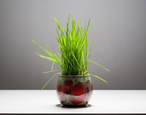 easter still life with grass in a vase. - garden decoration stock pictures, royalty-free photos & images