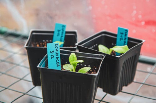 echinacea plants in pots - garden decoration stock pictures, royalty-free photos & images