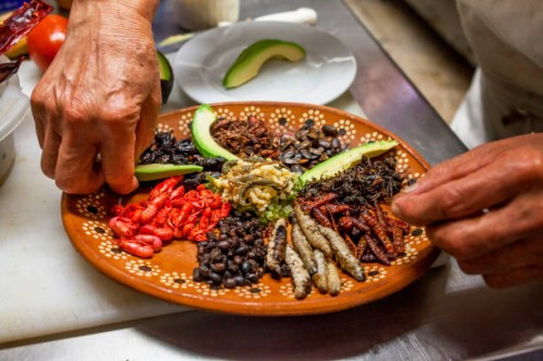 edible insects prepared by a mexican chef - food stock pictures, royalty-free photos & images