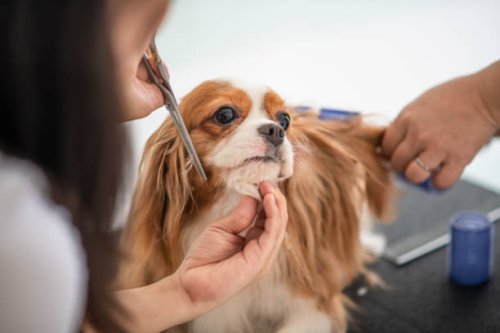 eine chinesische hündin groomer grooming einen cavalier king charles spaniel hund - hairstyle stock-fotos und bilder
