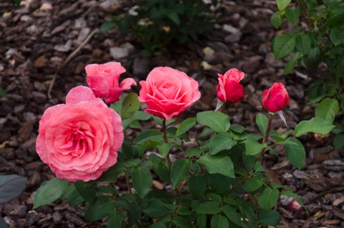 elaine paige roses - garden decoration stock pictures, royalty-free photos & images