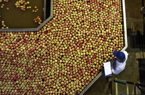 elevated view of male worker controlling apples floating in bath, apple processing factory - food stock pictures, royalty-free photos & images