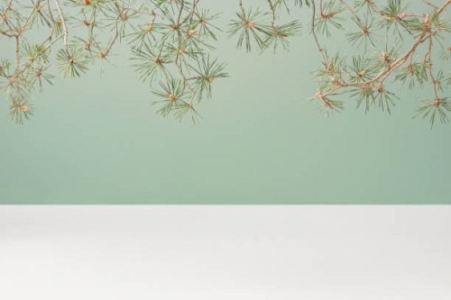 empty duotone teal green and white 3d stage studio background with pine tree branches, front view, copy space. - garden decoration stock pictures, royalty-free photos & images