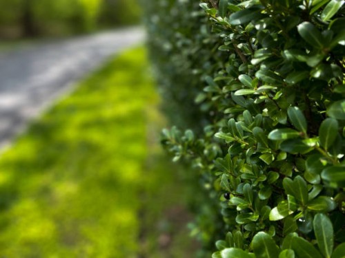 established privacy hedge - garden decoration stock pictures, royalty-free photos & images