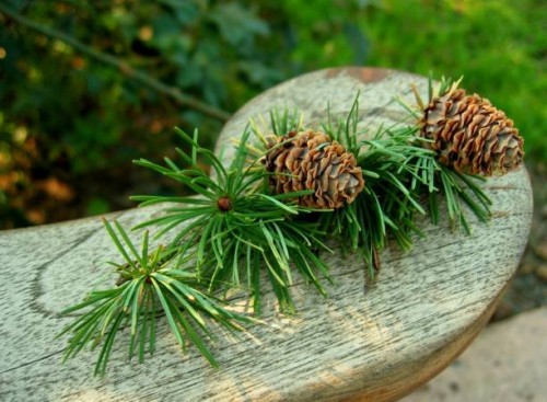 evergreen cones, eugene rose garden - garden decoration stock pictures, royalty-free photos & images