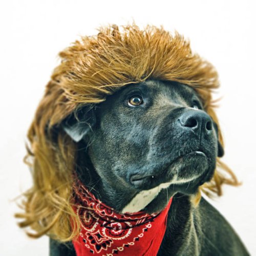 every dog will have his mullet - hairstyle stock pictures, royalty-free photos & images