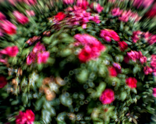 explosion - garden decoration stock pictures, royalty-free photos & images