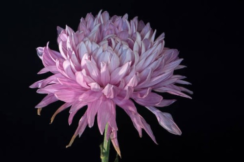 fading pink bloom on black 528 - garden decoration stock pictures, royalty-free photos & images