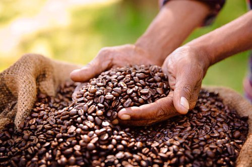 fair trade farming is best for coffee bean produce - coffee stock pictures, royalty-free photos & images