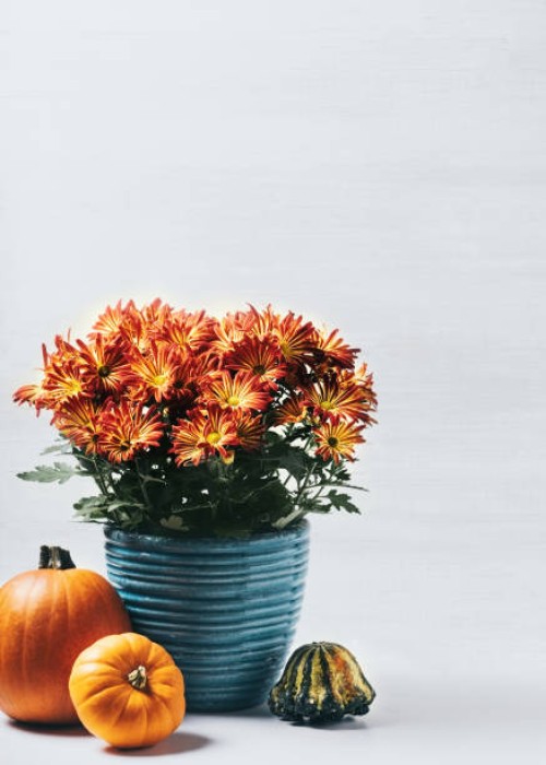 fall decor with pumpkins and flowers - home decoration stock pictures, royalty-free photos & images