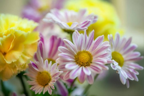 fall mum flowers - garden decoration stock pictures, royalty-free photos & images