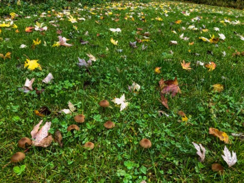 fallen leaf on lawns - garden decoration stock pictures, royalty-free photos & images