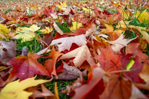 fallen maple leaves - garden decoration stock pictures, royalty-free photos & images