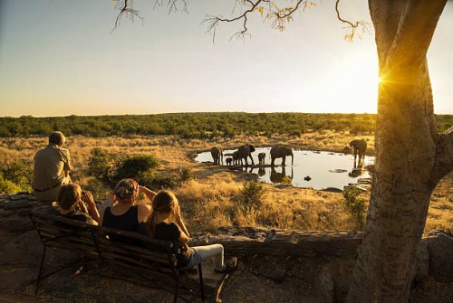 family watching elephants - travel stock pictures, royalty-free photos & images