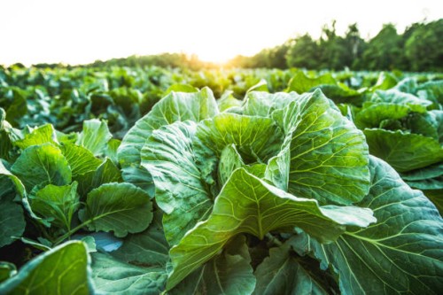 farm field with cabbage, organic food, organic farm, organic farming, healthy lifestyle, healthy food, healthy eating, farm to table - food stock pictures, royalty-free photos & images